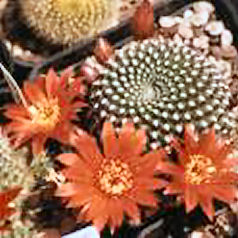 Cacto rebutia krainziana